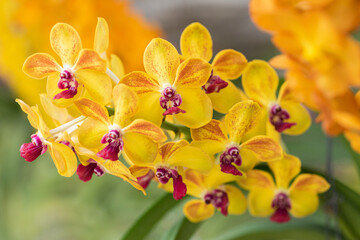 Fototapeta na wymiar Beautiful orchid flower blooming at rainy season. Dendrobium Orchidaceae.