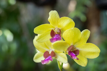 Beautiful orchid flower blooming at rainy season. Dendrobium Orchidaceae.