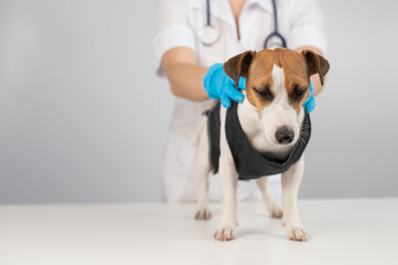 A doctor puts a blanket on a Jack Russell Terrier dog after a surgical operation.
