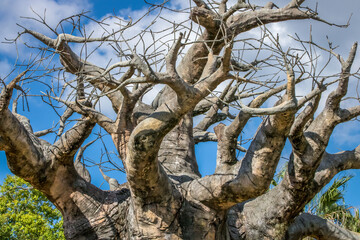 Single Baobab Tree in Savannah at sunny day, Africa