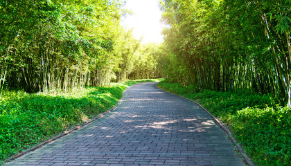 Bamboo forest with empty walkway