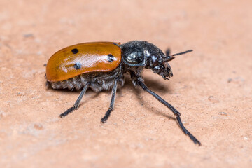 Lachnaia sp. beetle walking on a concrete wall under the sun