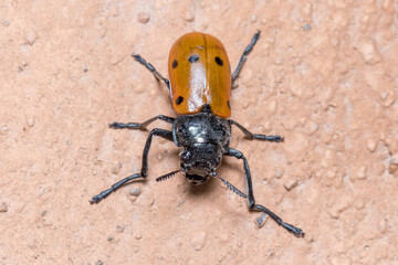 Lachnaia sp. beetle walking on a concrete wall under the sun