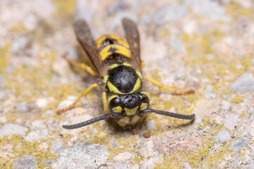 Vespula germanica wasp resting on a concrete wall on a sunny day