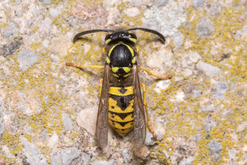 Vespula germanica wasp resting on a concrete wall on a sunny day