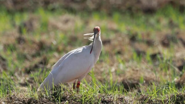 Niigata,Japan - October 21, 2022: Toki or Japanese crested ibis or Nipponia nippon at a rice field in Sado island, Japan
