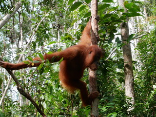 A free orangutan in Kalimantan forest Borneo Indonesia (Tanjung Puting National Park)