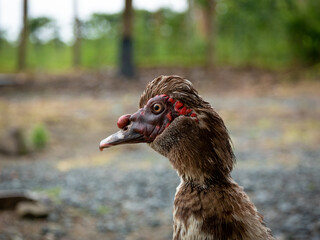 Dark Duck Close-Up Shot Walking on a Farm
