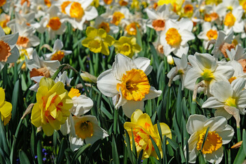 Fototapeta premium Spring Flowers Banner. Yellow and white flowering daffodils in narcissus field. Yellow petals and green leaves of blooming flowers. Greeting card, mother's day card, women's day, birthday, easter. 