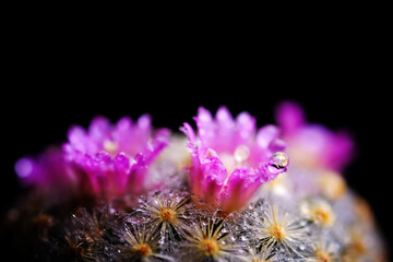 Close up or macro Pink flower cactus.