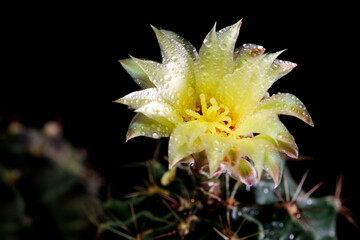 close up Cactus flower