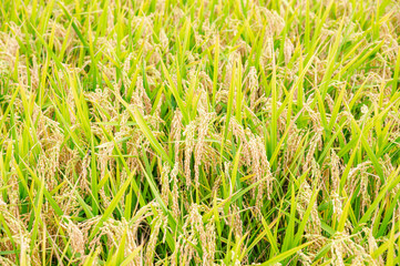 長野県オリジナル米　 風さやか