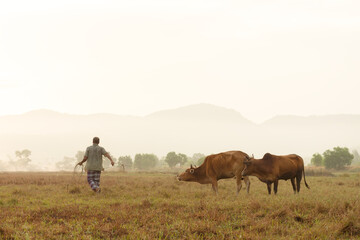 farmer is grazing cows in the morning meadow.