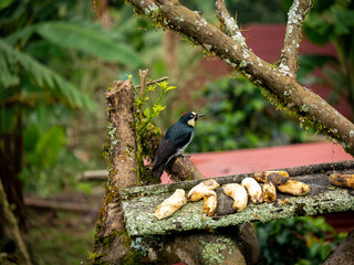 A Small Black Bird Known as The Acorn Woodpecker (Melanerpes formicivorus) is Perching on a Branch near a Rustic Piece of Wood with a lot of Bananas on it