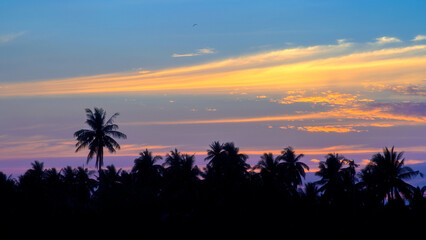 coconut trees by the water in the evening