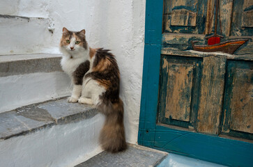 A Calico cat from a small village in Italy sitting on a staircase. 