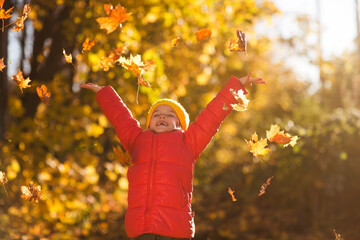 cheerful little girl in a red jacket and yellow hat holds autumn yellow leaves and plays in the...