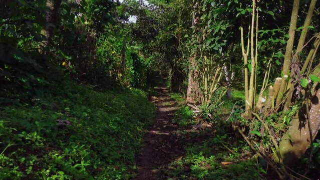 A cold green path in Fusagasuga, Colombia.