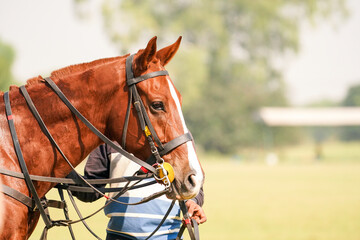 young polo horse is ready for the game - obrazy, fototapety, plakaty