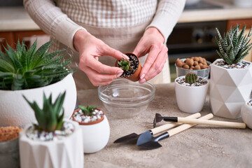Succulent haworthia Plant in brown plastic Pot ready for transplanting planting