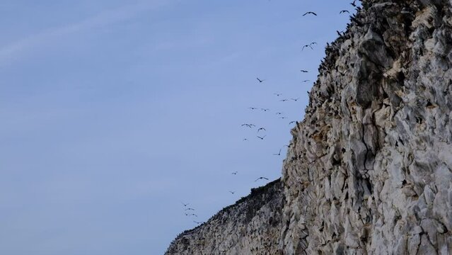 Cormorants flying and sitting on stones. The cormorant's scientific name is Phalacrocorax capillatus. Lake Baikal