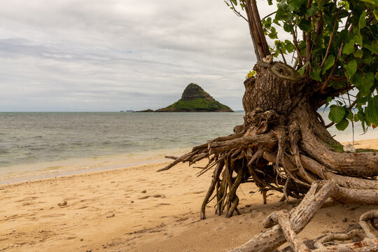 View of Mokoli'i Island on Oahu, Hawaii with native tree in foreground. 
