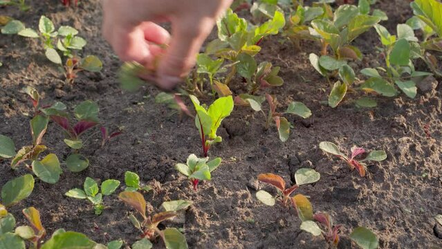 Hand weeding a garden bed with growing red beets from weeds. Hand processing and caring for a home plantation close-up. Growing homemade food in prepared soil. thickets of weeds