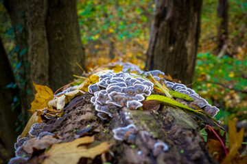 Turkey tail mushroom growing on a tree log in the forest