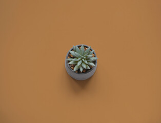 Succulent flower in gray pot on brown background. Concept of World Soil Day. Close-up