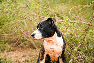 dirty Pitbull puppy after playing