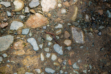 Worm Moving Among Small Stones on the Dirt Road