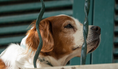 A brown and white dog sitting on a green porch in Italy 