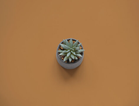 Succulent flower in gray pot on brown background. Concept of World Soil Day. Close-up - Powered by Adobe
