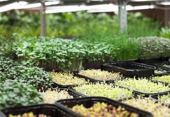 Growing various seeds on a micro green farm. Small business growing green shoots for a healthy eating. Organic food greenhouse.