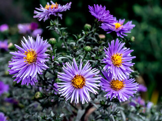 fresh autumn purple flowers in the garden