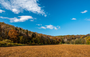 北海道の広大な秋の田園風景
