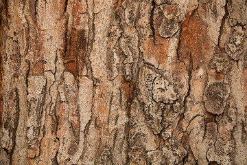Background. Natural texture from the bark of an old tree. - 540613021