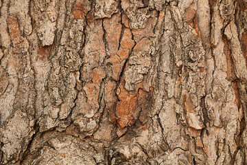 Background. Natural texture from the bark of an old tree. - 540613028