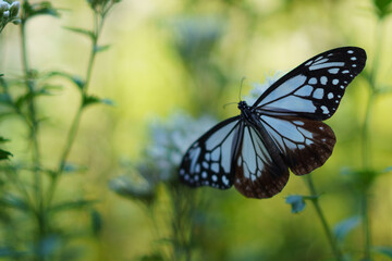 アサギマダラ蝶