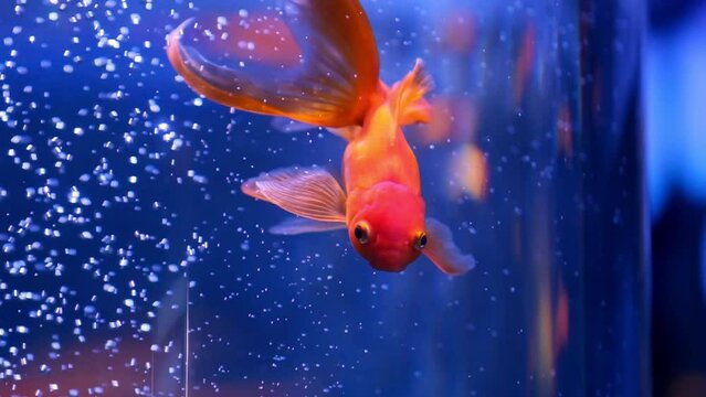 One adult goldfish with fins swimming in an aquarium on a blue background. The fish swims in the water column. Close up view footage. Pets concept. 4k.