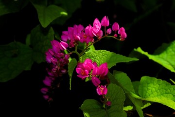 Mexican creeper flowers blooming among green leaves in the garden