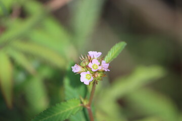 Oxalis barrelieri, the Barrelier's woodsorrel, or lavender sorrel, also commonly called in French trèfle, oseille-marron, or oseille-savane, is a plant from the genus Oxalis. 