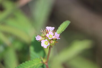 Oxalis barrelieri, the Barrelier's woodsorrel, or lavender sorrel, also commonly called in French trèfle, oseille-marron, or oseille-savane, is a plant from the genus Oxalis. 