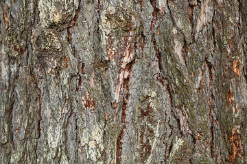 Background. Natural texture from the bark of an old tree. - 540614651