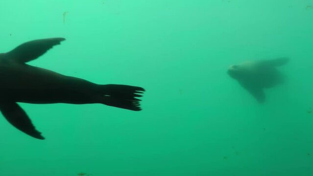 Northern sea lion couple swims in Aquarium 
Northern sea lions at the Vancouver Aquarium, Canada, 2021
