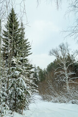 Snow-covered winter forest on a sunny day.