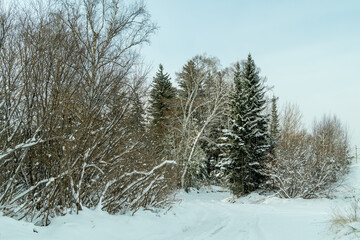 Snow-covered winter forest on a sunny day.	