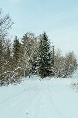 Obraz premium Snow-covered winter forest on a sunny day. 