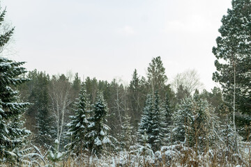 Snow-covered winter forest on a sunny day.	
