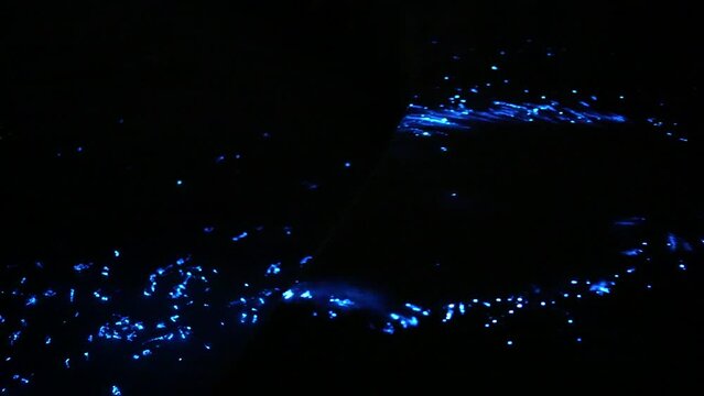 Niigata,Japan - October 22, 2022: Beautiful blue lights emitted from sea firefly or Vargula hilgendorfii
